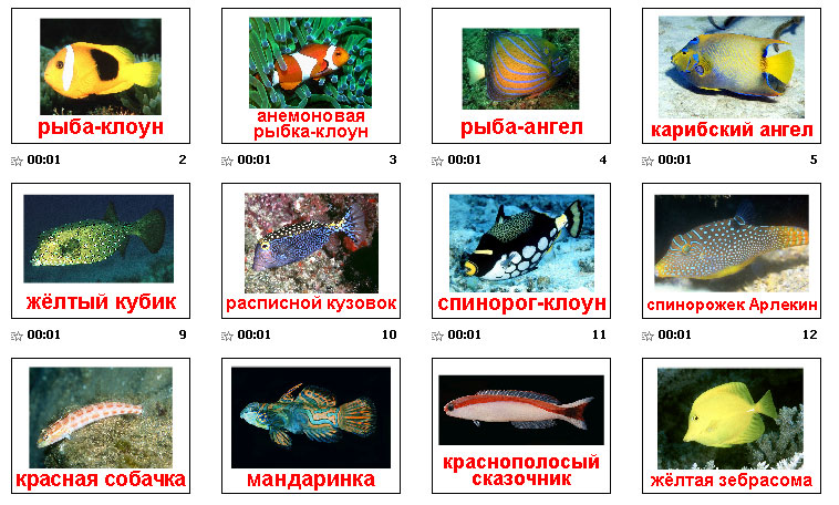 морские обитатели,рыбки.marine life,fish.