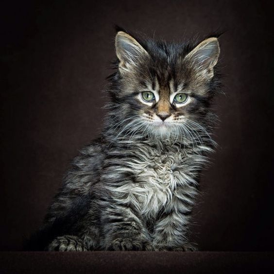 Породы кошек с описанием, названием и фотографиями подборка картинок (24)