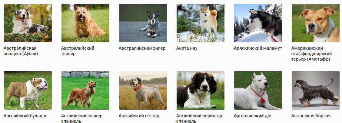 Породы собак с фотографиями и названиями маленькие и средние