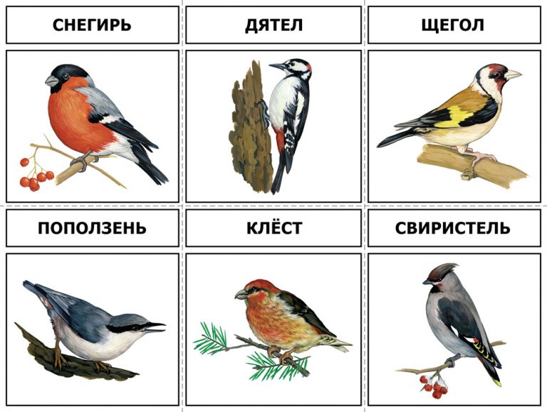 Ящерицы удмуртии фото с названиями