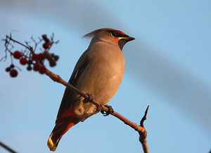 Птицы Удмуртии фото с названиями и описанием   подборка картинок (10)