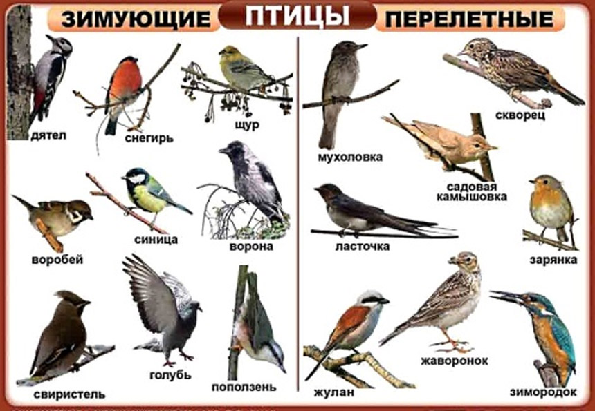 Птицы Удмуртии фото с названиями и описанием   подборка картинок (12)