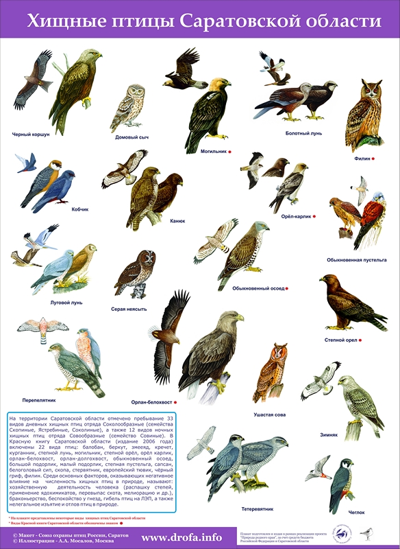Птицы Удмуртии фото с названиями и описанием   подборка картинок (23)