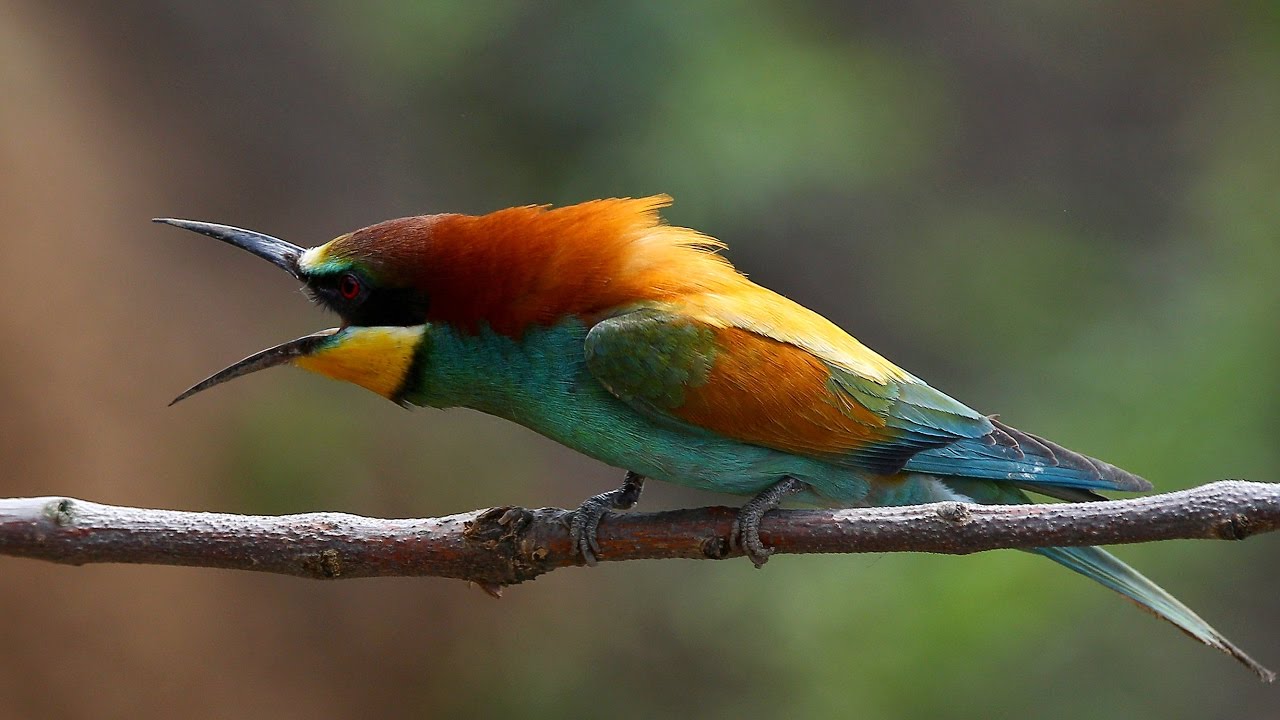 Птицы республики алтай фото с названиями и описанием