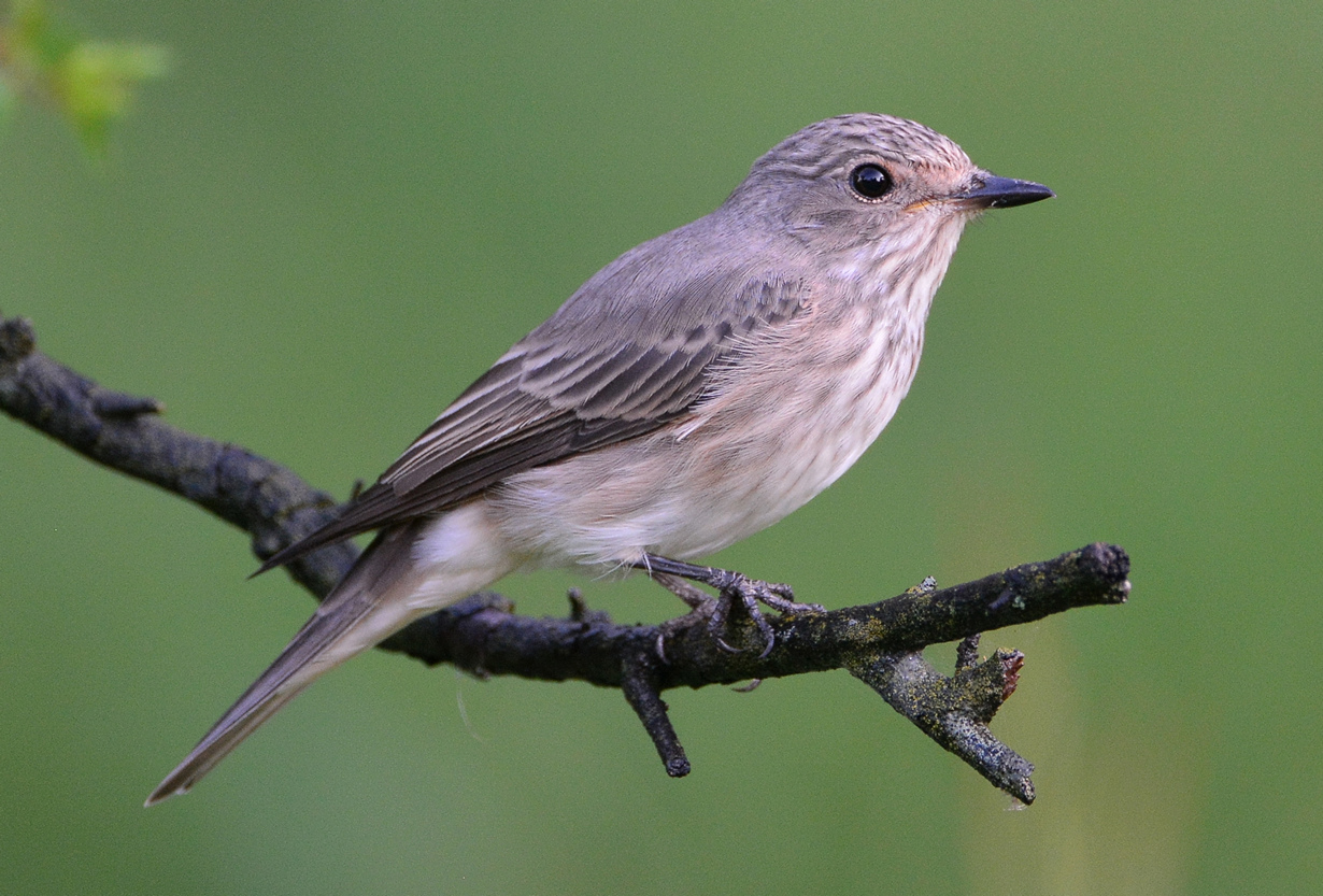 Птицы владимирской области фото с названиями летом