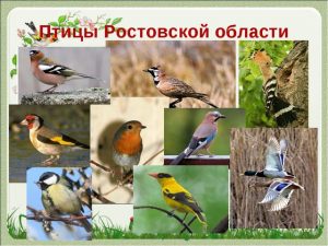 Птицы ростовской области   фото с названиями и описанием (27)