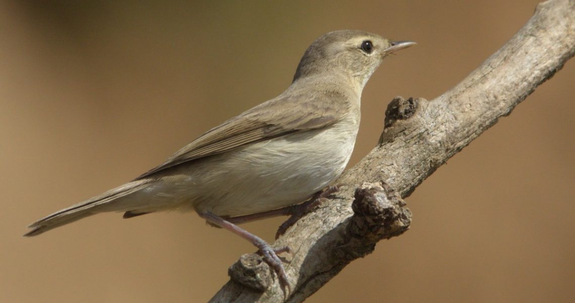 Певчие птицы тульской области фото с названиями