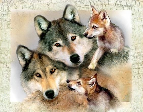 Рисунок серый волк и иван царевич   прикольные (20 картинок) (4)