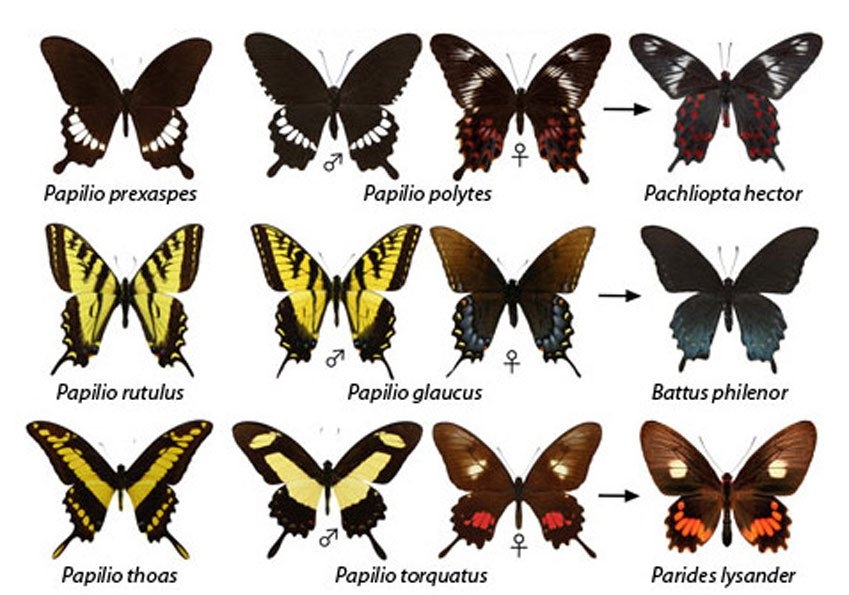 Разновидность бабочек фото и их названия