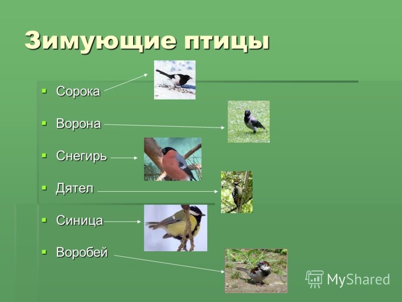 Сова перелетная или зимующая