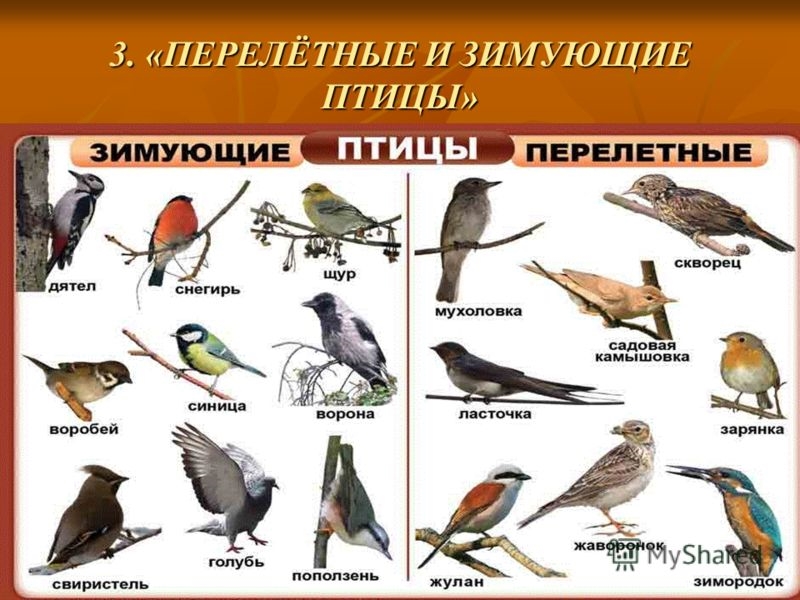 Перелетные птицы башкирии фото и названия презентация
