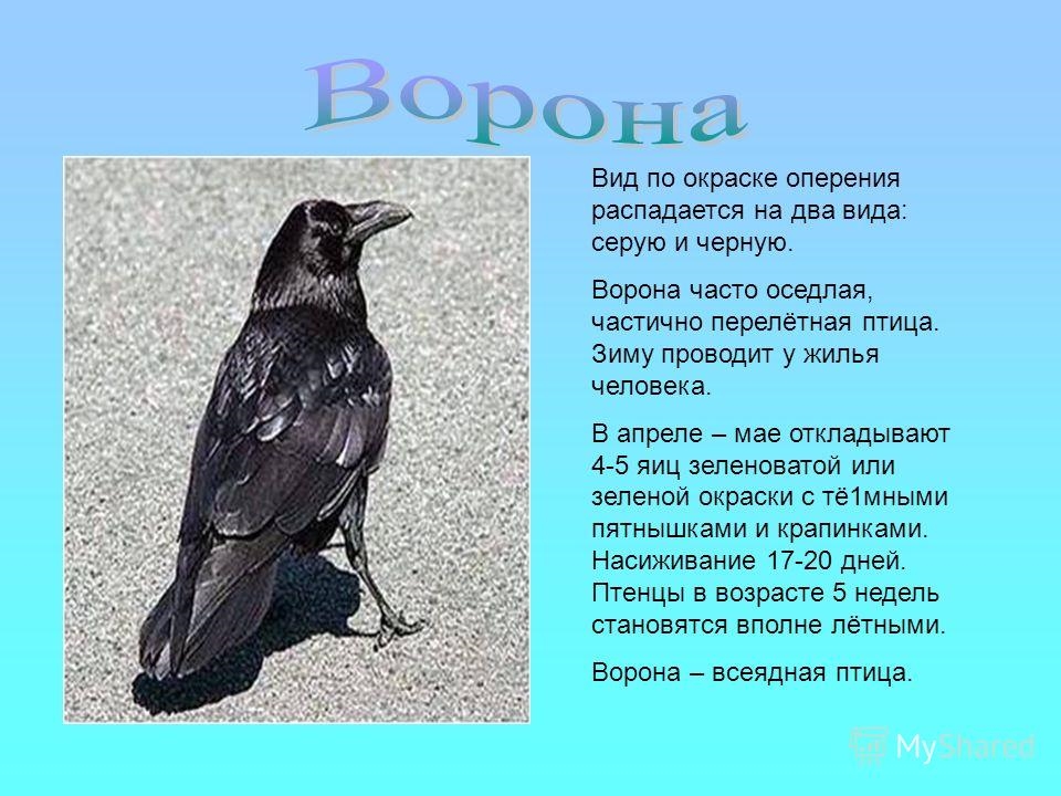 Конспект ворона. Ворон описание. Описание вороны. Ворона описание для детей. Описание вороны для детей.