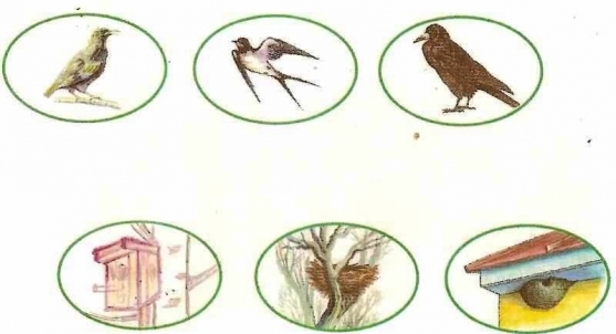 Гнезда для птиц перелетных птиц картинки для детей
