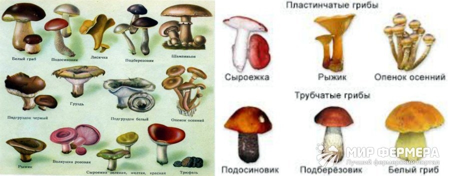 Найди рисунки на которых представлены пластинчатые грибы