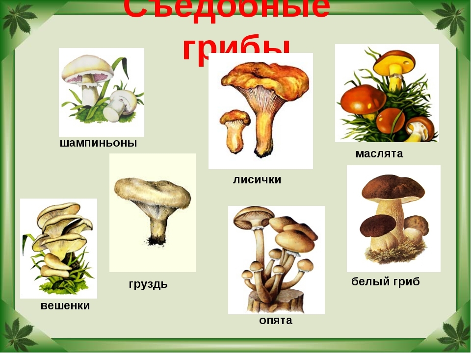 Картинки несъедобные грибы для детей с названиями