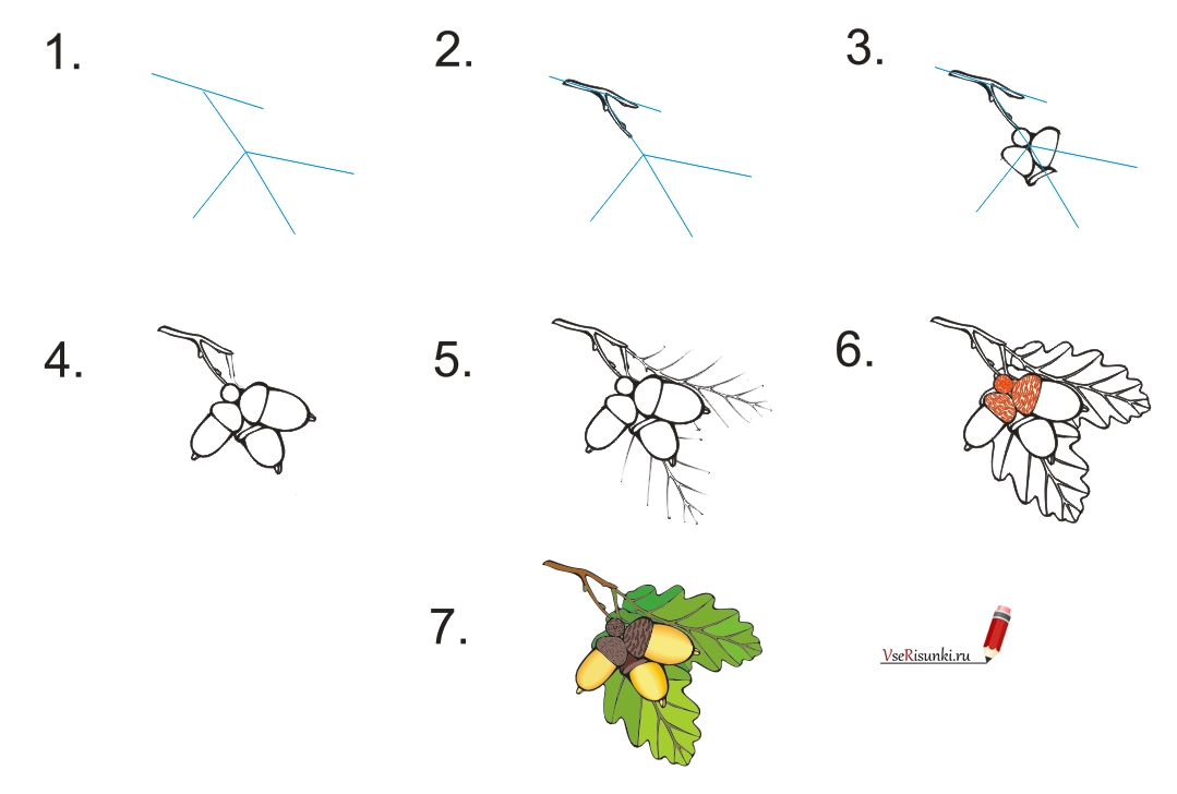 Как нарисовать ветку дуба