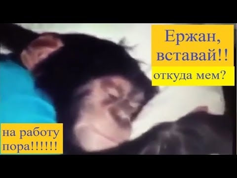 Ержан вставай картинка