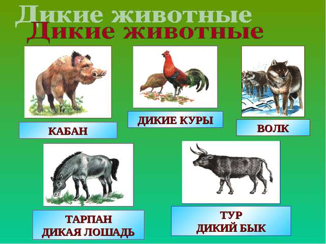 Домашние животные конспект 2 класс. Предки домашних животных. Презентация Дикие животные. Дикие предки животных. Животные презентация 1 класс.