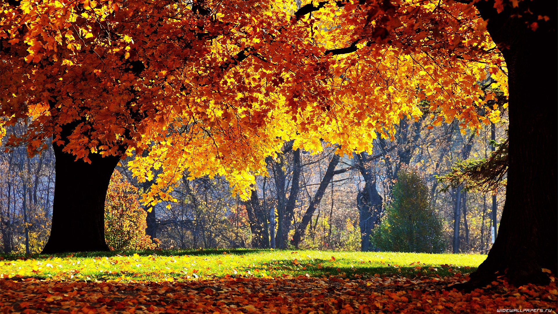 Осень Природа Реальные Фото