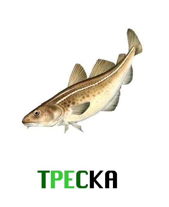 Рыба треска рисунок