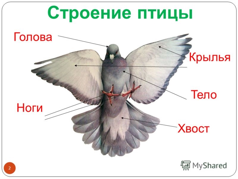 Зарисуйте схему внешнего строения птицы подпишите основные части тела какие