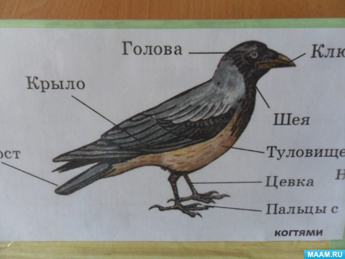 Строение птиц рисунок