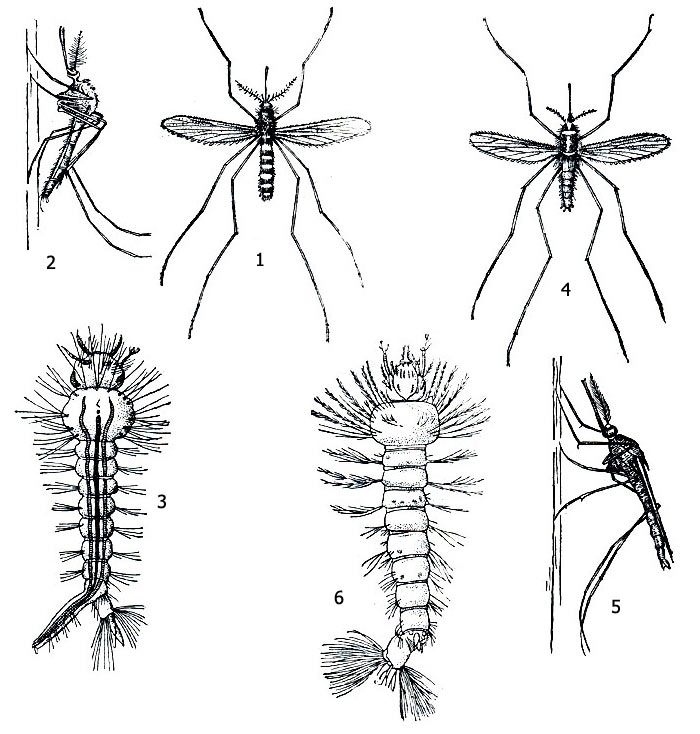 Личинка комара рисунок