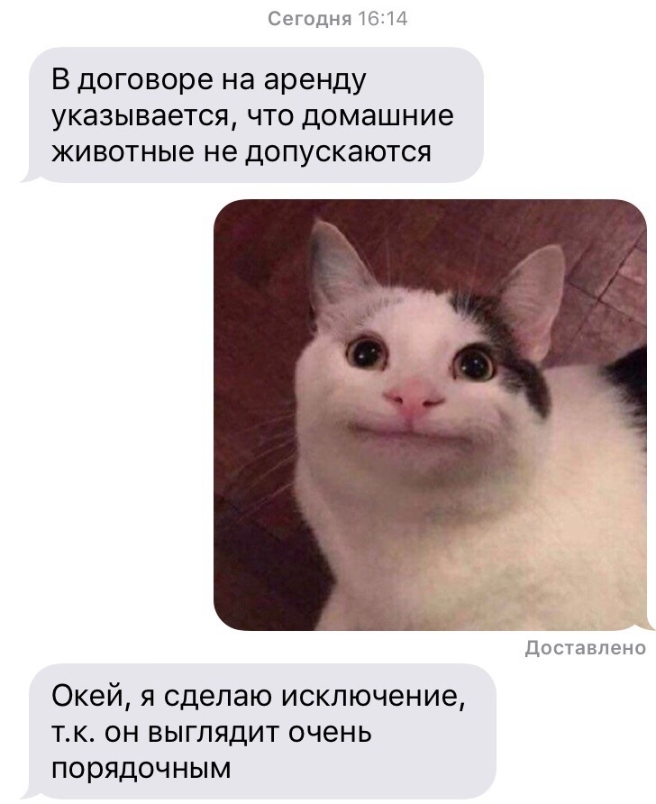 Картинки белуги кота мем