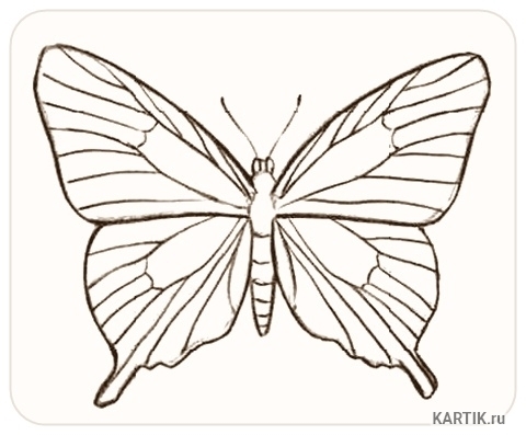 Рисунок осевой симметрии бабочка