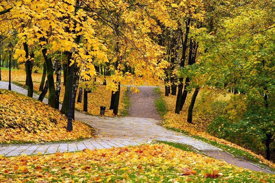 Осень в парке картинки