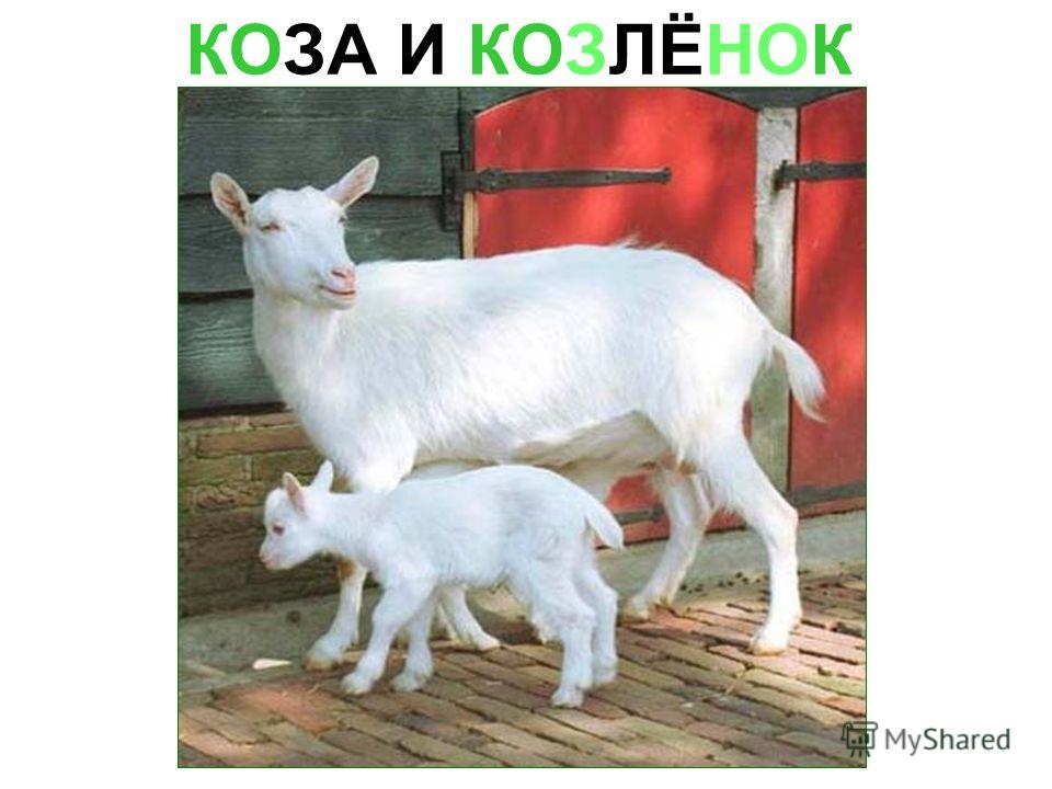 Изображение козы с козленком