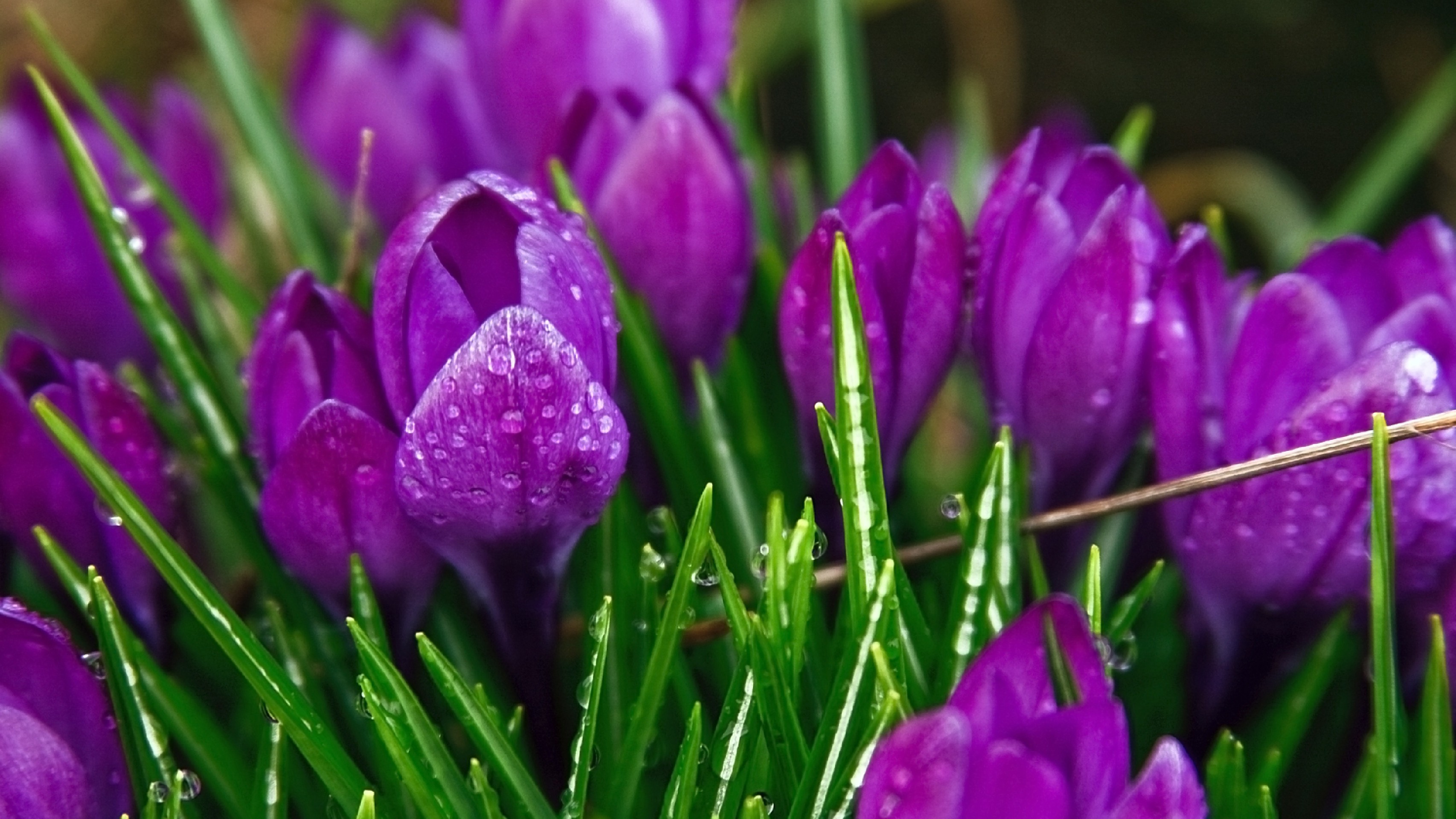 Фото весны красивые на заставку на телефон. Крокус перпл. Первоцветы (подснежники, крокусы, гиацинты).. Крокусы лиловые. Апрельские крокусы.