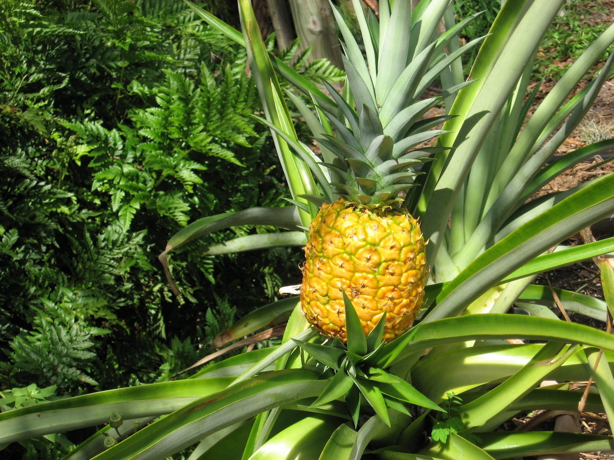 Ананас быстро. Ананас крупнохохолковый. Ананас Южная Америка. Ананас (ananas). Ананас кустарник.