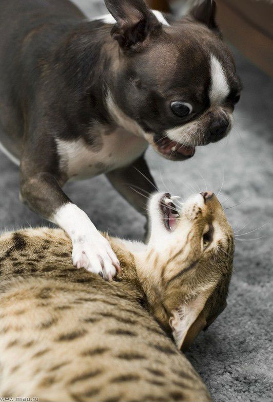 Смешные животные кошки собаки фото