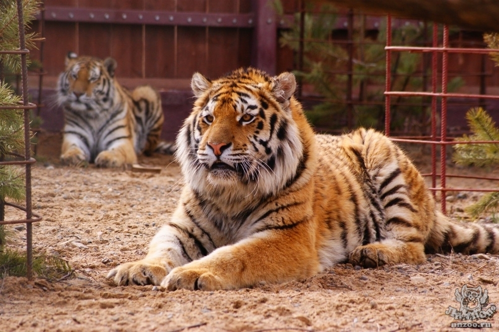 Амурский тигр красная книга россии фото