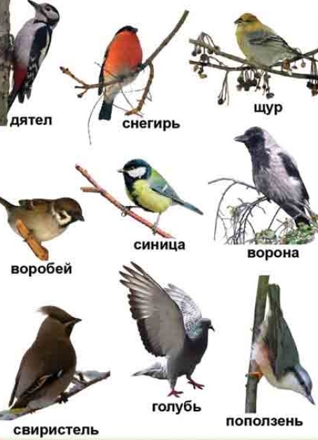 Птицы Северо Запада Фото С Названиями
