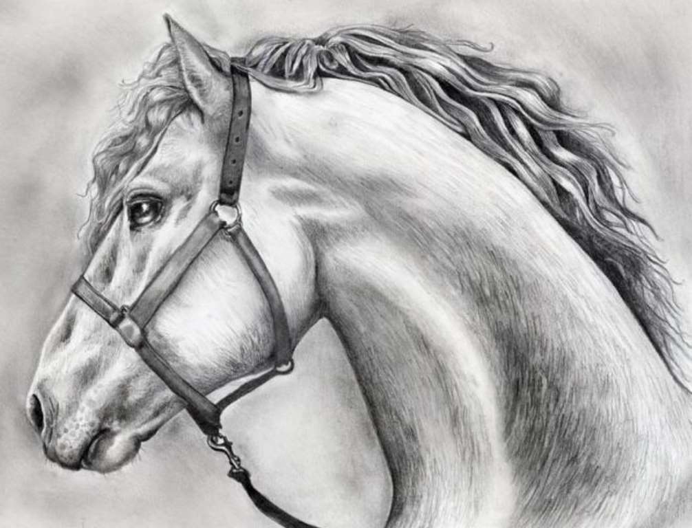 Картинки лошадей рисунки лошадей