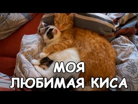 Картинки люблю тебя киса моя