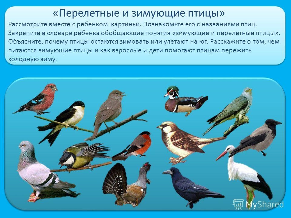 Перелетные птицы белгородской области фото с названиями