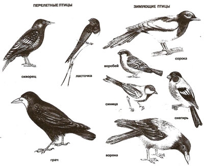 Перелетные птицы картинки с названиями для детей раскраски