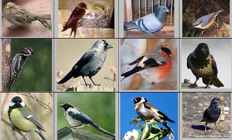 Птицы с названиями и фото для детей