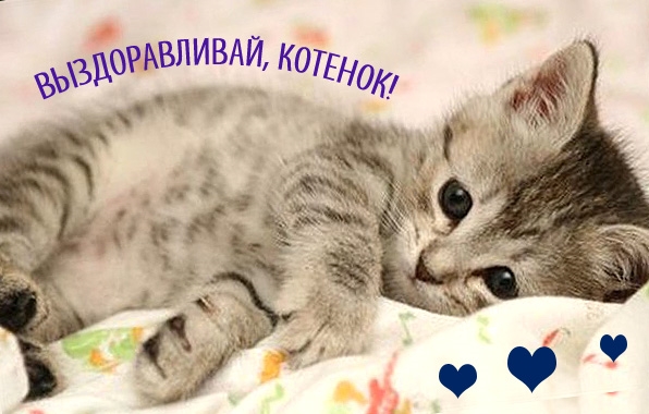 Котенок не болей картинки