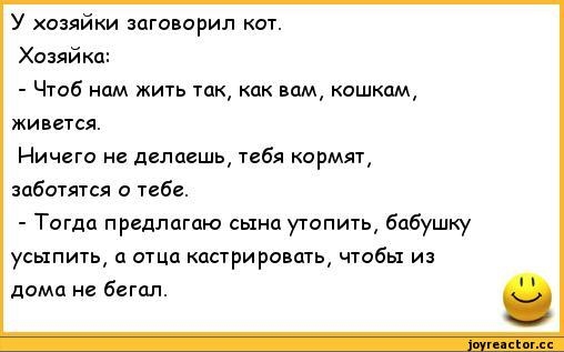 Чтоб мы так жили. Анекдоты про кошек. Анекдоты с котиками. Анекдот про кота. Анекдот про кошечку.