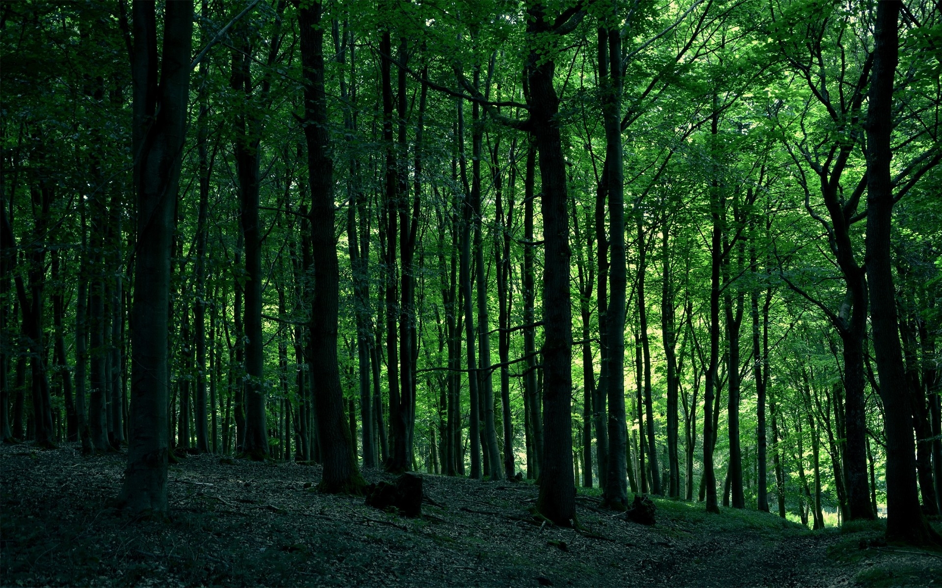 Зеленый Лес Фото