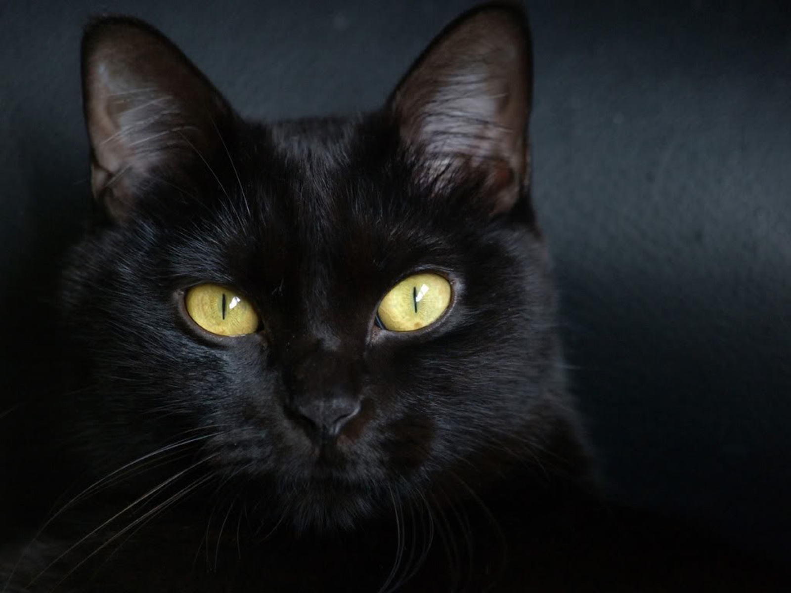 Порода черной кошки с желтыми глазами. Бомбейская черная кошка. Чёрная кошка порода Бомбейская. Британская Бомбейская кошка. Бомбейская короткошерстная кошка.