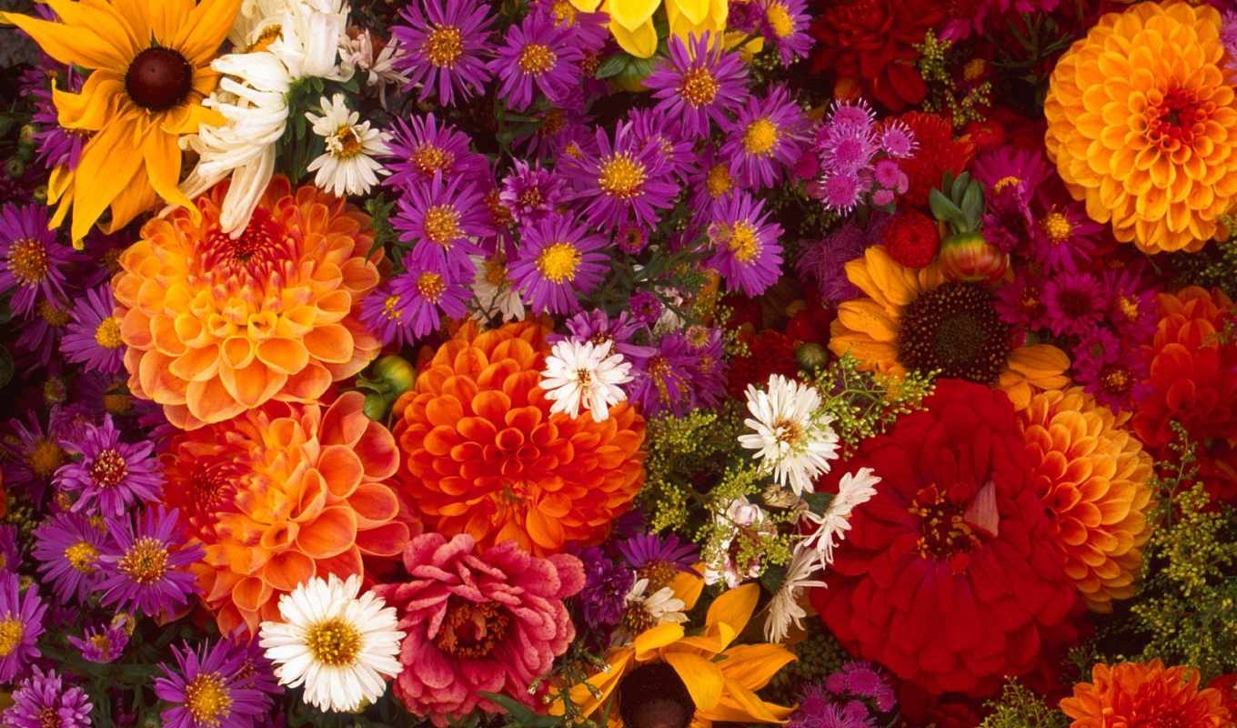 Осенние Цветы Фото Красивые Скачать Бесплатно