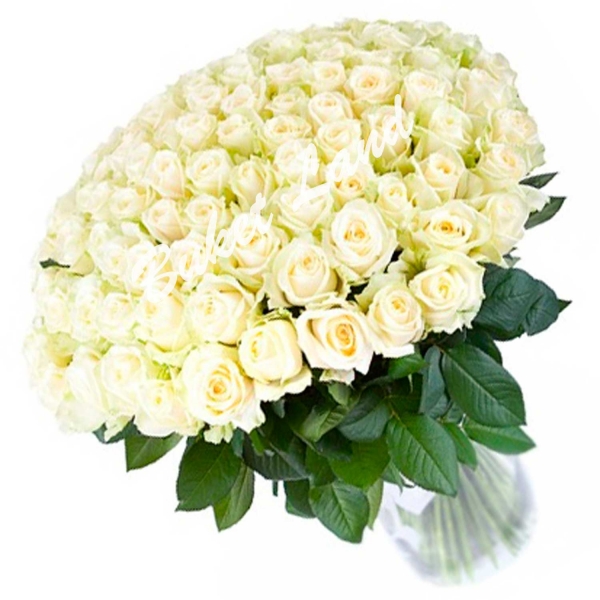 Открытки с Днем Рождения с белыми розами подборка (13)