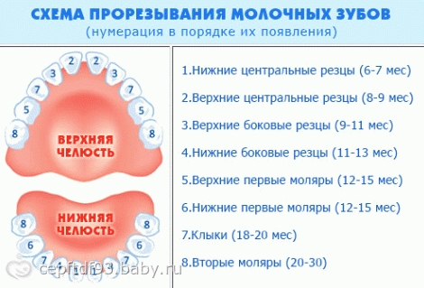 Первые зубы картинки для детей   подборка 012