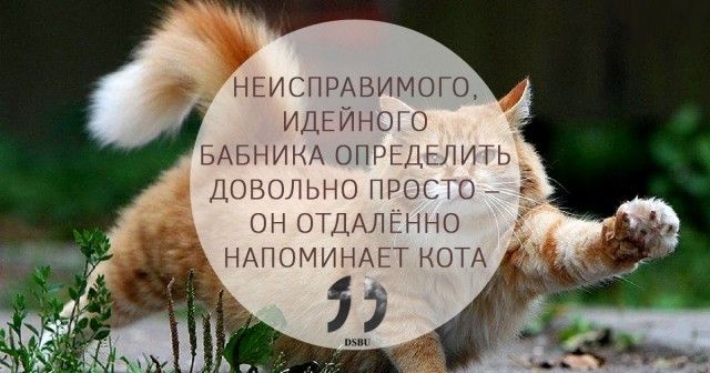 Отдаленно напоминает. Мужчина напоминает кота. Кот напоминание. Котик напоминает. Люди которые напоминают котов.