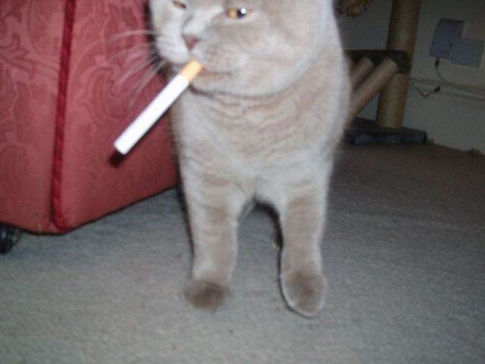 Фото кота с сигаретой в зубах
